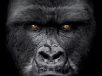 Величественная горилла