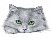 Кот зеленые глаза