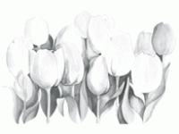 солнцеактивные Тюльпаны